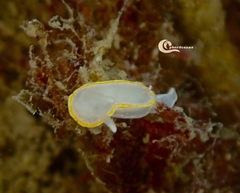 Diaphorodoris alba