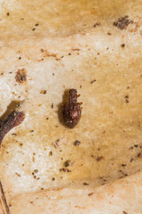 Stephostethus angusticollis