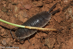 Porcellio hoffmannseggii