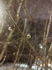 Populus tremula