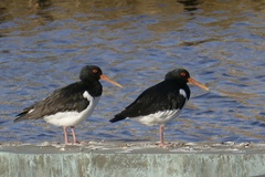 Haematopus ostralegus