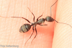 Camponotus micans