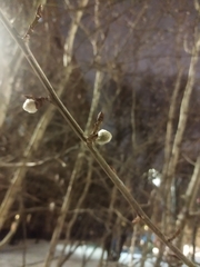 Populus tremula