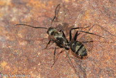 Camponotus micans