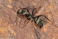 Camponotus micans