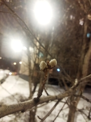 Populus tremula