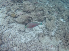 Chlorurus strongylocephalus