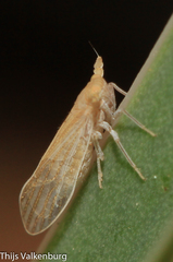 Pseudaraeopus lethierryi