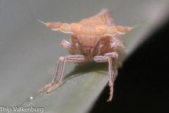 Pseudaraeopus lethierryi