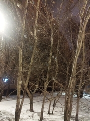 Populus tremula