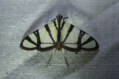 Conchylodes nolckenialis