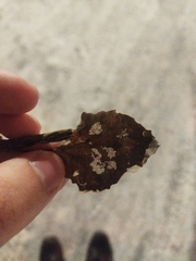 Populus tremula