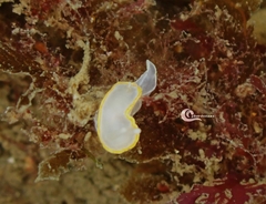 Diaphorodoris alba