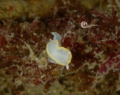 Diaphorodoris alba