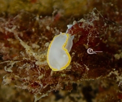Diaphorodoris alba