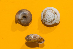 Aegopis gemonensis