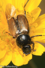 Chasmatopterus