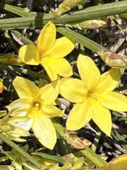 Jasminum nudiflorum