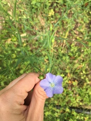 Linum usitatissimum
