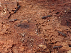 Dendrophagus crenatus