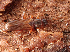 Dendrophagus crenatus