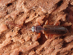 Dendrophagus crenatus