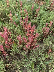 Rumex sagittatus