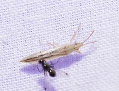 Stenophyella macreta
