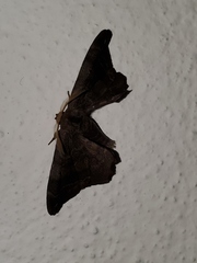 Phiditia