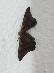 Phiditia