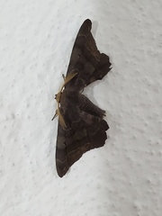 Phiditia