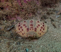 Calappa granulata