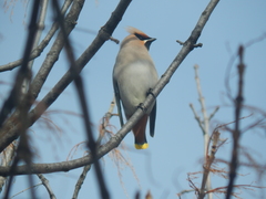 Bombycilla garrulus