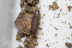Chaetophiloscia hastata