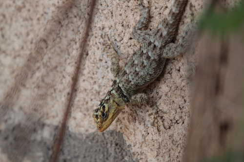 Yucatecan Blue Spiny Lizard