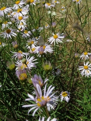 Erigeron foliosus