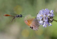 Callophrys muiri
