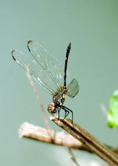 Dythemis sterilis multipunctata