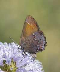 Callophrys muiri