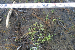 Ranunculus hyperboreus