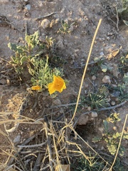 Eschscholzia californica