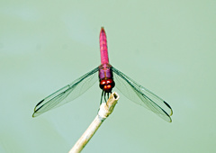 Orthemis macrostigma