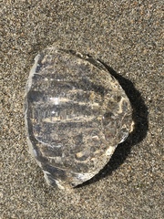 Scrippsia pacifica