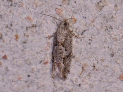 Epinotia celtisana