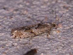 Epinotia celtisana