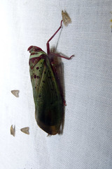 Copidocephala guttata image