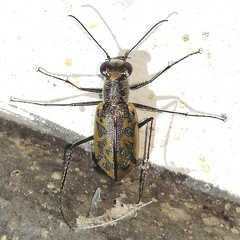Cylindera suturalis