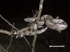 Boa constrictor constrictor