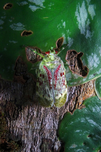 Enchophora rosacea image