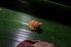 Diasporus